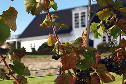 Lindely vingård