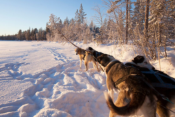 Wild Lapland - photo 12