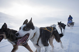 Wild Lapland