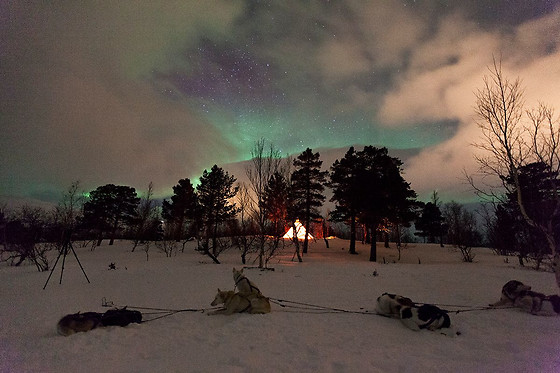 Wild Lapland - photo 4