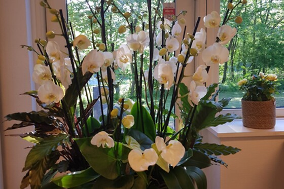 Café Orkide - photo 7